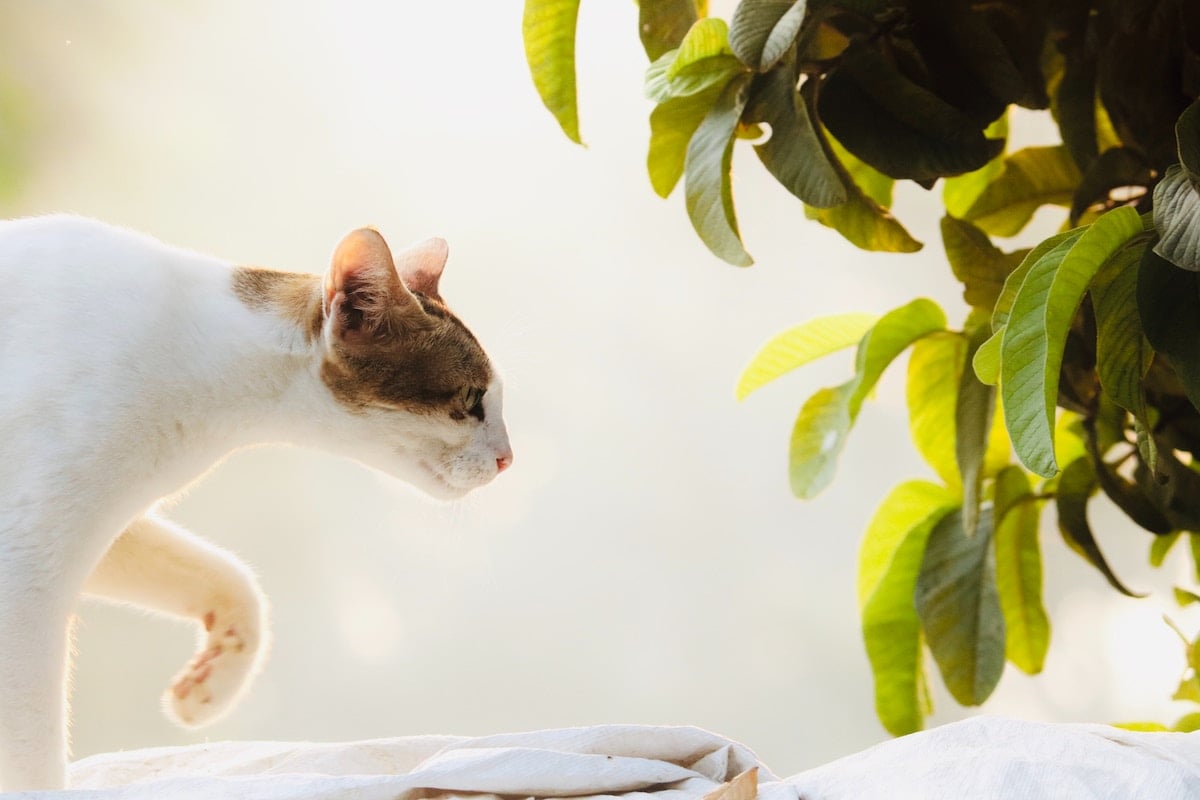 Cat Playing With Tree at Home Salsify Case Study Mars Royal Canin Activation