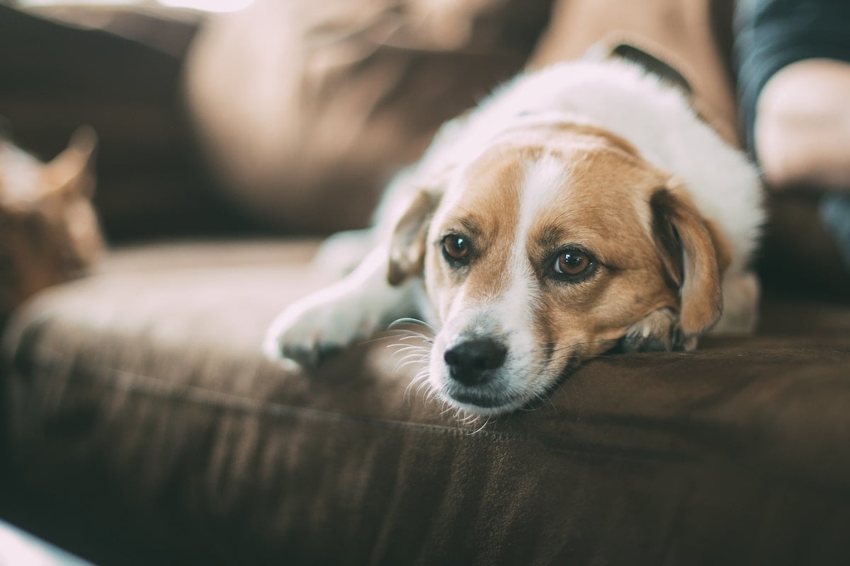 Dog Lays on a Couch at Home With Owner Salsify Case Study Mars Royal Canin Activation