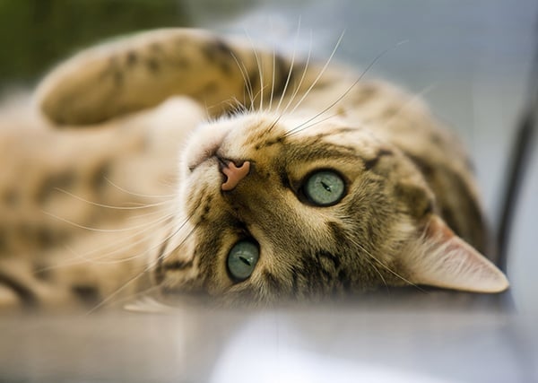 HQ_Cat_For_Web-1.jpg