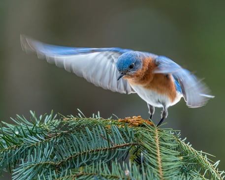 How To Capture the Early Bird Holiday Shopper