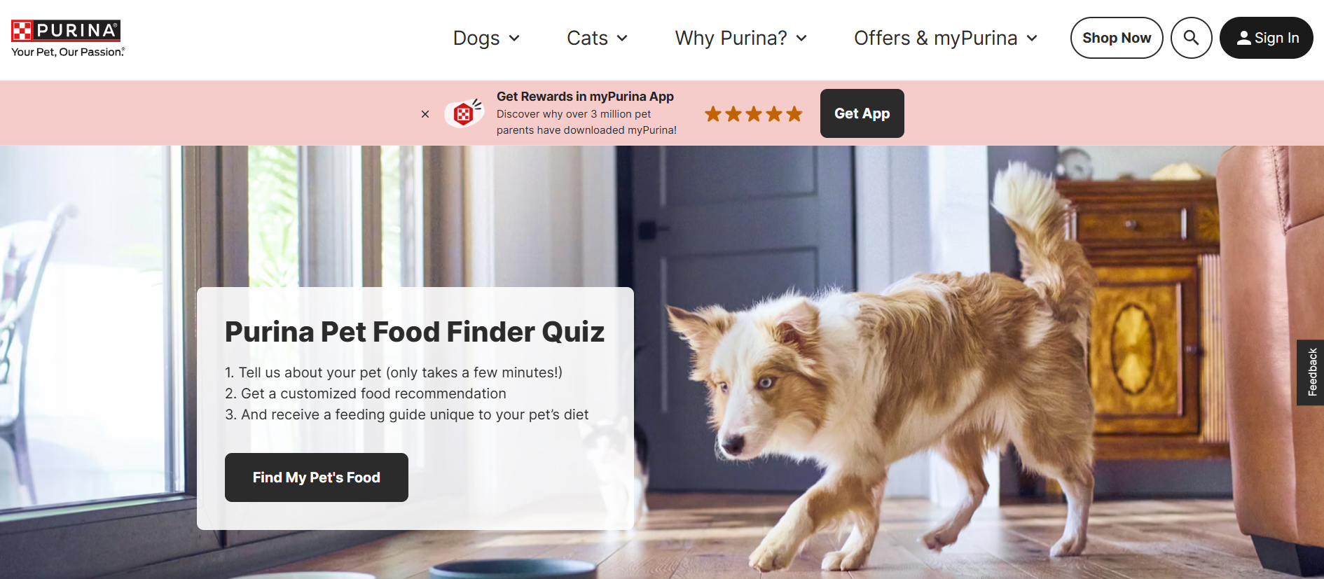 Purina offers an online quiz for owners that can help determine the best kind of food for their pet’s specific care needs for their petcare shopping journey.